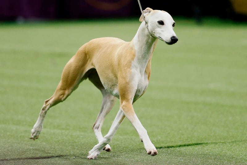 Westminster Dog Show