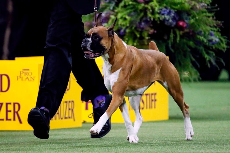 Westminster Dog Show