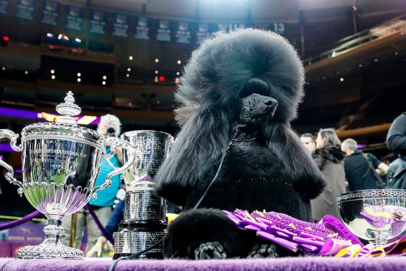 Westminster Dog Show
