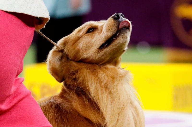 Westminster Dog Show