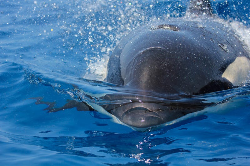 Whale