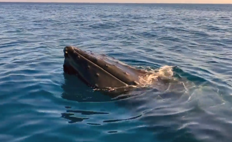 The WCS Ocean Giants Team had a close encounter with a humpback whale earlier this month.