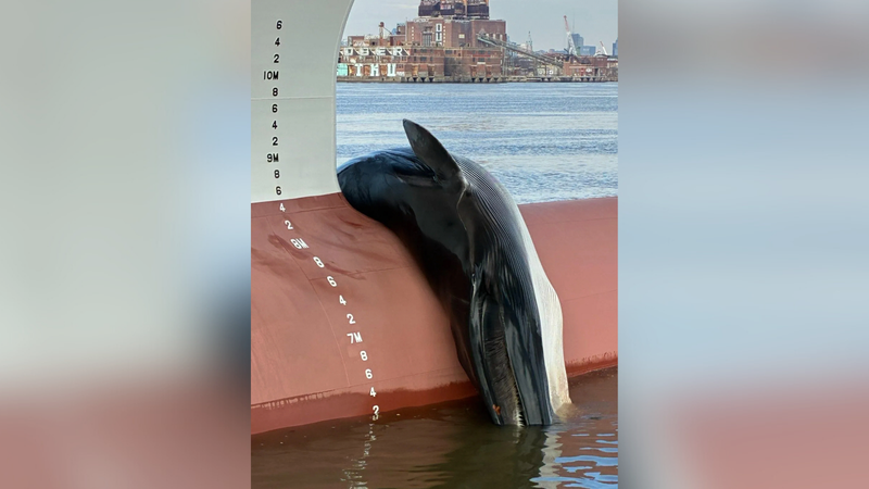 A deceased whale caught on the bow of a ship at Gloucester Marine Terminal on Jan. 6, 2026, in Gloucester City, New Jersey. 