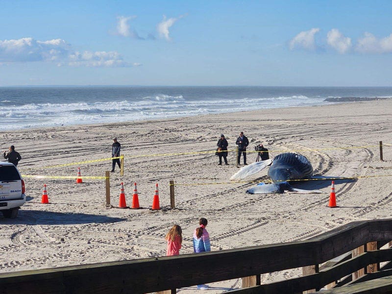 A dead humpback whale washed ashore on Long Beach on Long Island on Monday.