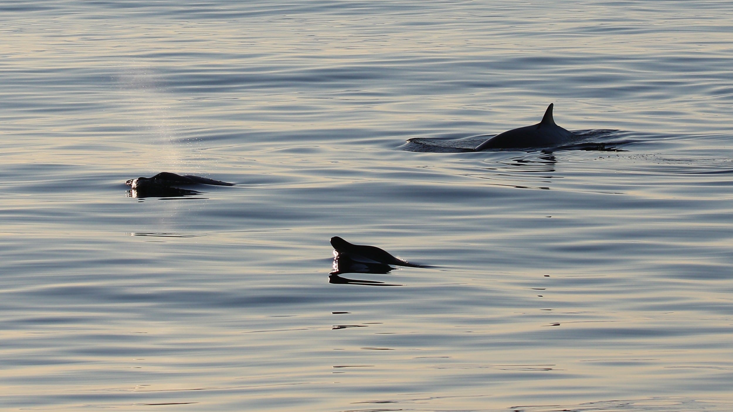 Navy-funded research team may have discovered new whale specie