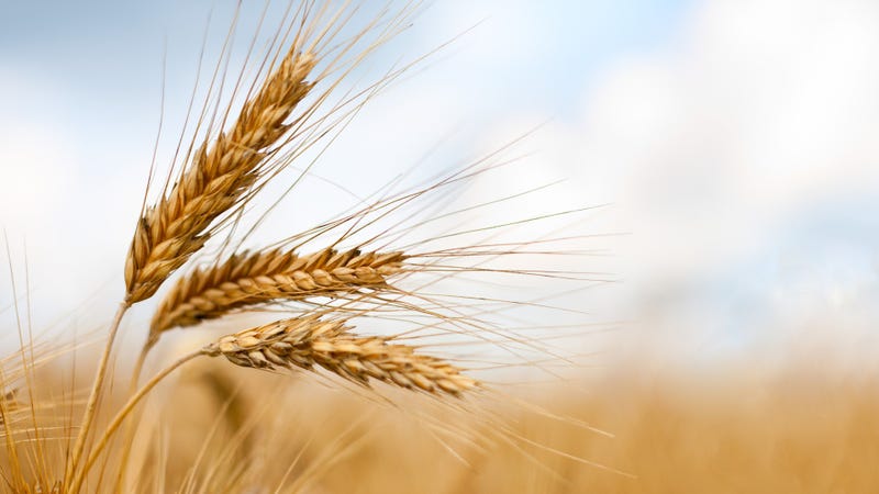 Close up of ripe wheat against beautiful sky with clouds