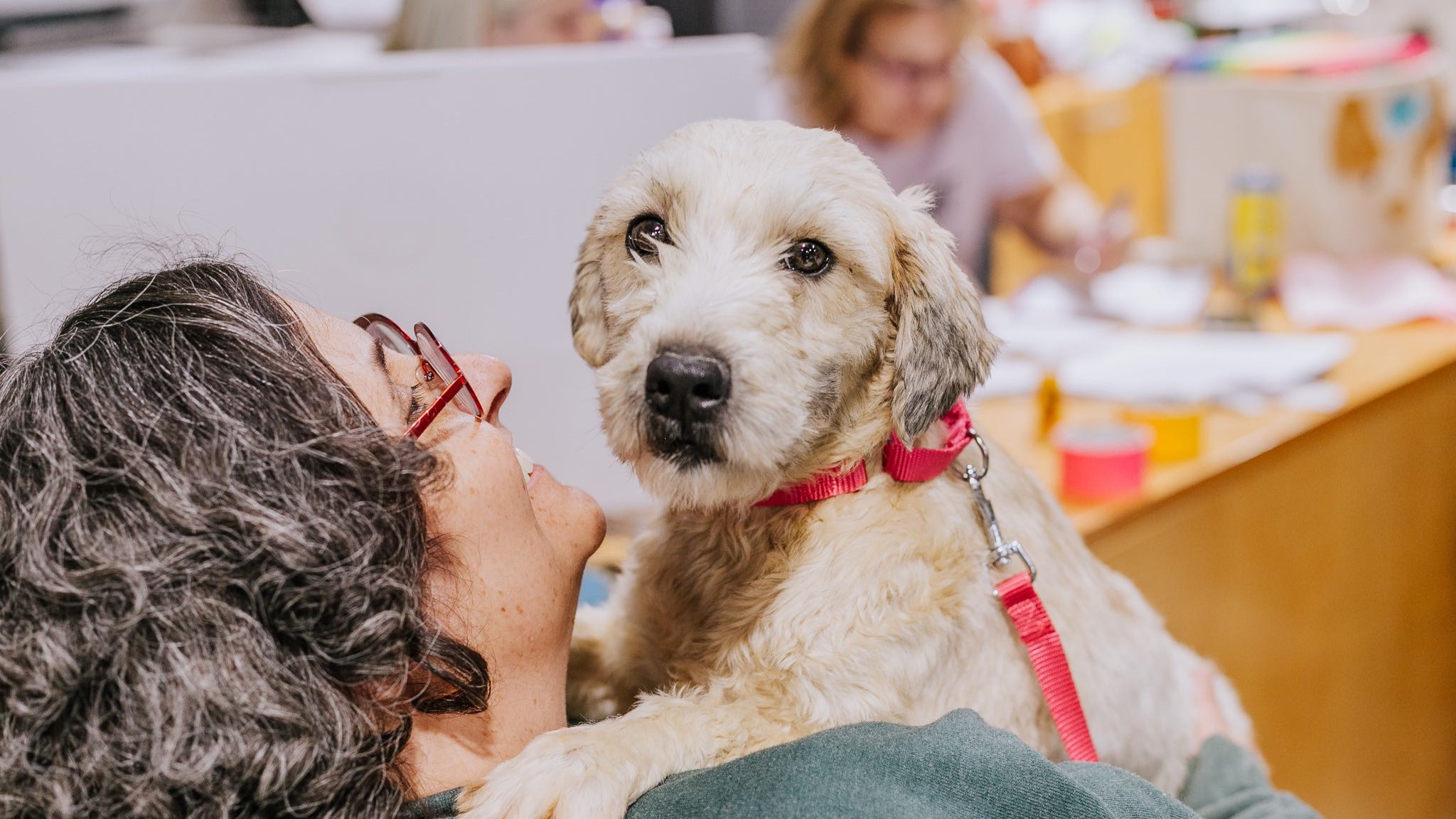 Chicago shelter takes in 20 dogs from suspected puppy mill