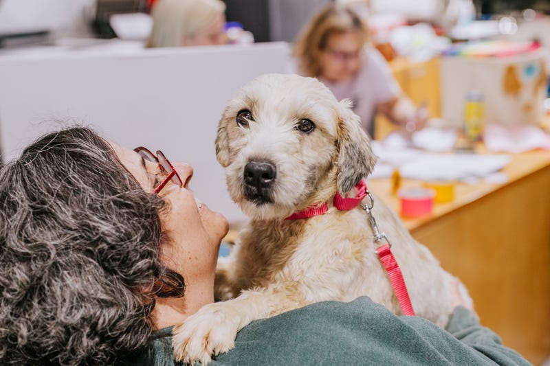 Wheaten terrier