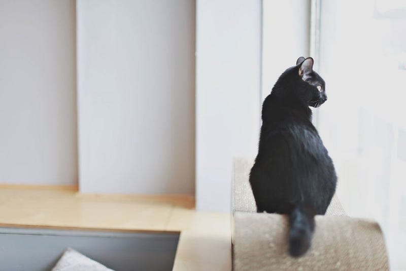 Black cat looking out window