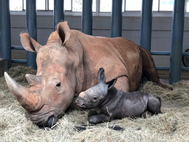 A baby White Rhino was born at Disney World