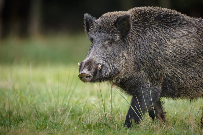 Wild_Boar