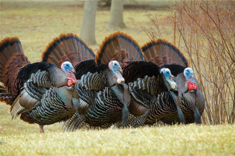 Wild_Turkeys