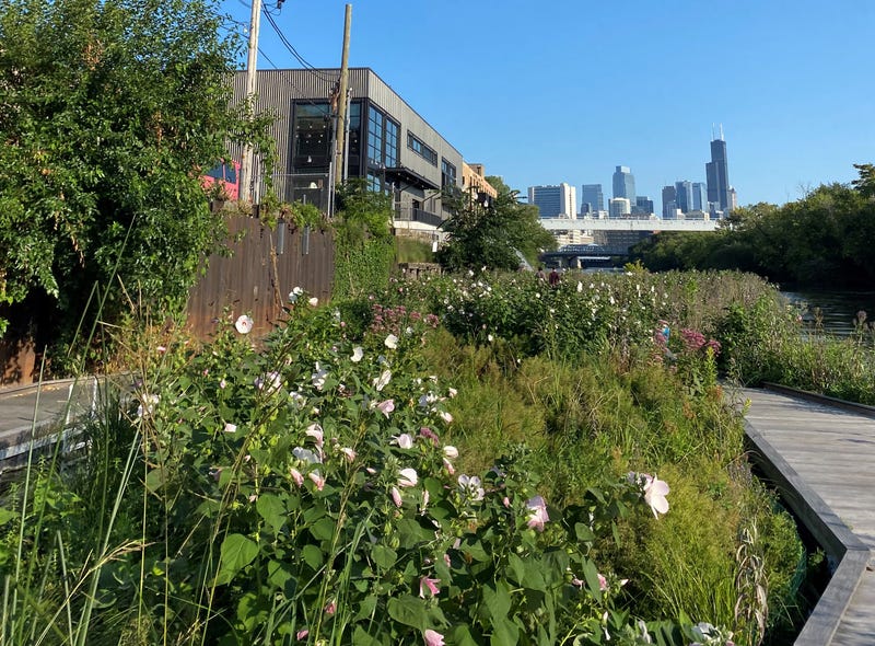 vegetation blooming with Chicago skyline in background