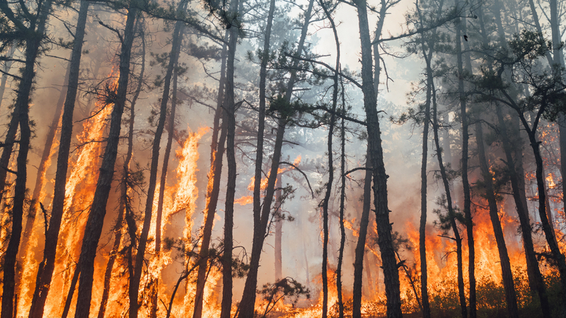 New Jersey Forest Fire