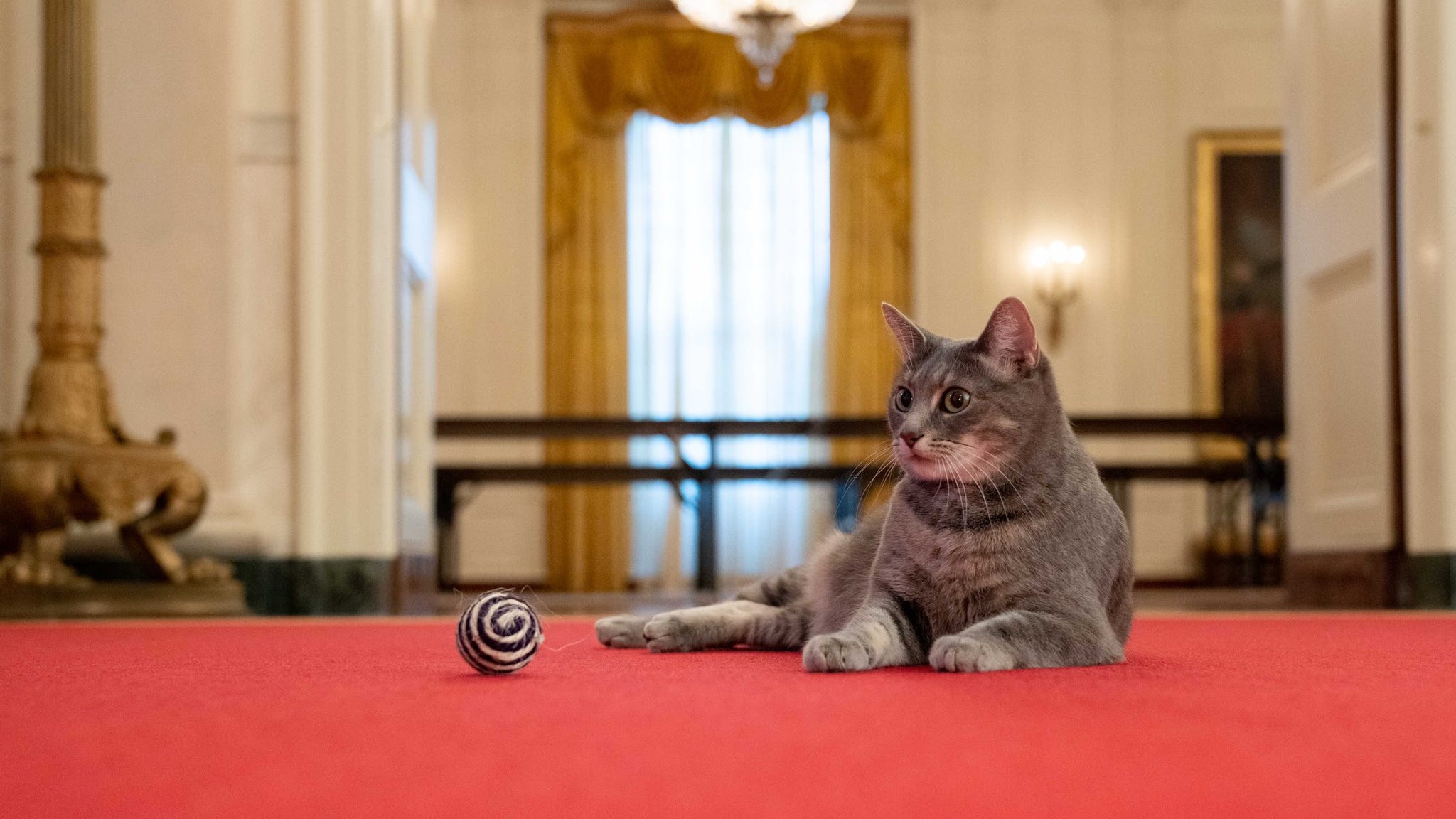 Meet Willow, the Bidens' new cat