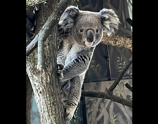 Willum the koala.