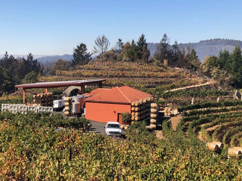 Vines damaged by the Glass Fire behind the still-standing Barnett Vineyards building