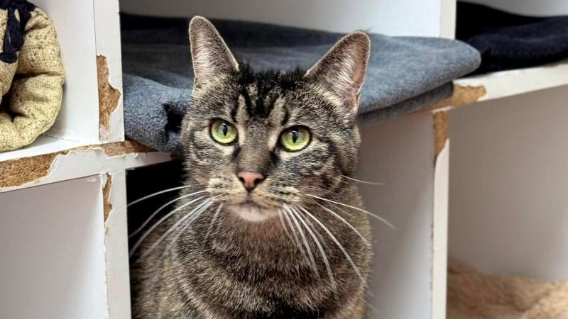 Winnie @ Austin Humane Society
