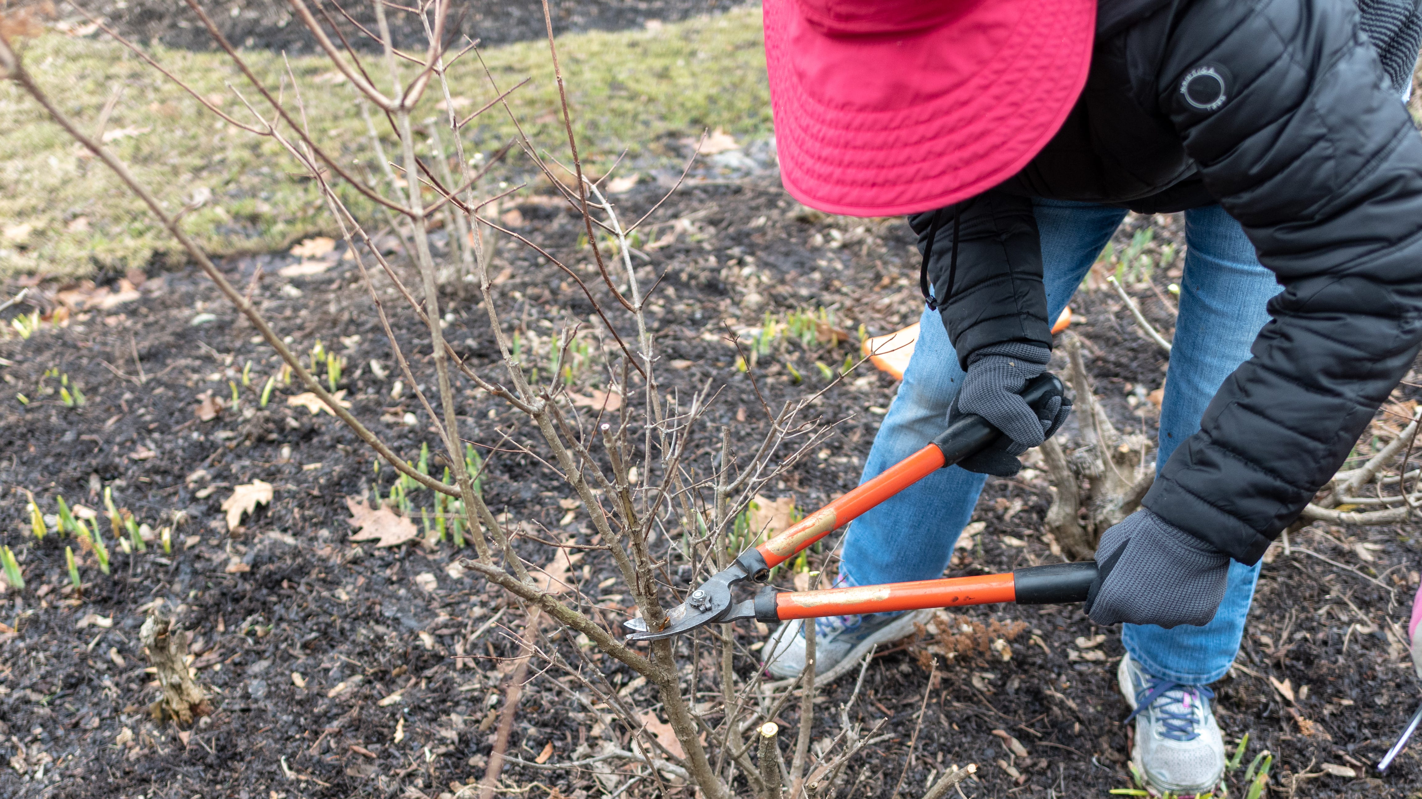 LISTEN: Why it's important to prune in the winter