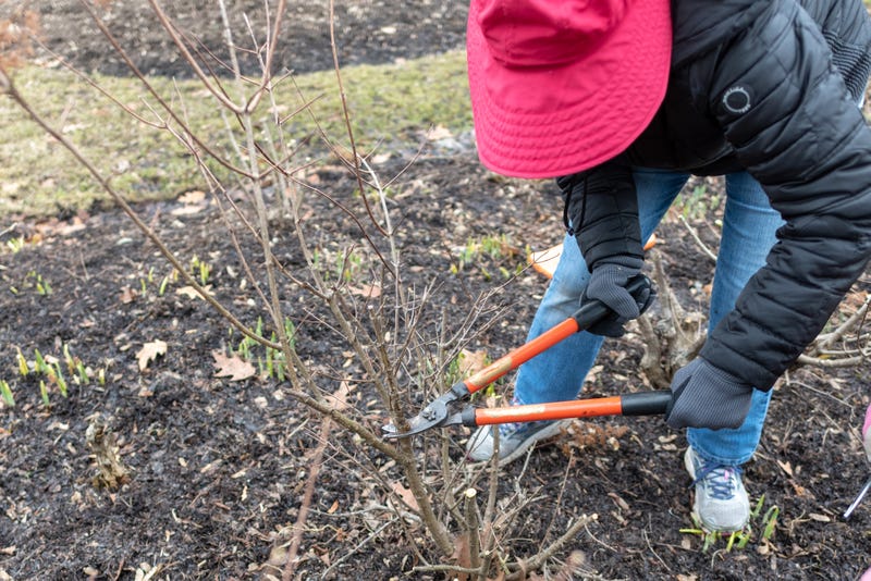 pruning