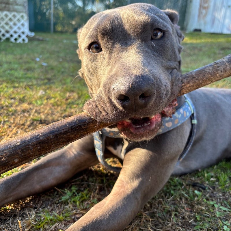 Remy at The Humane Society of North Central Florida
