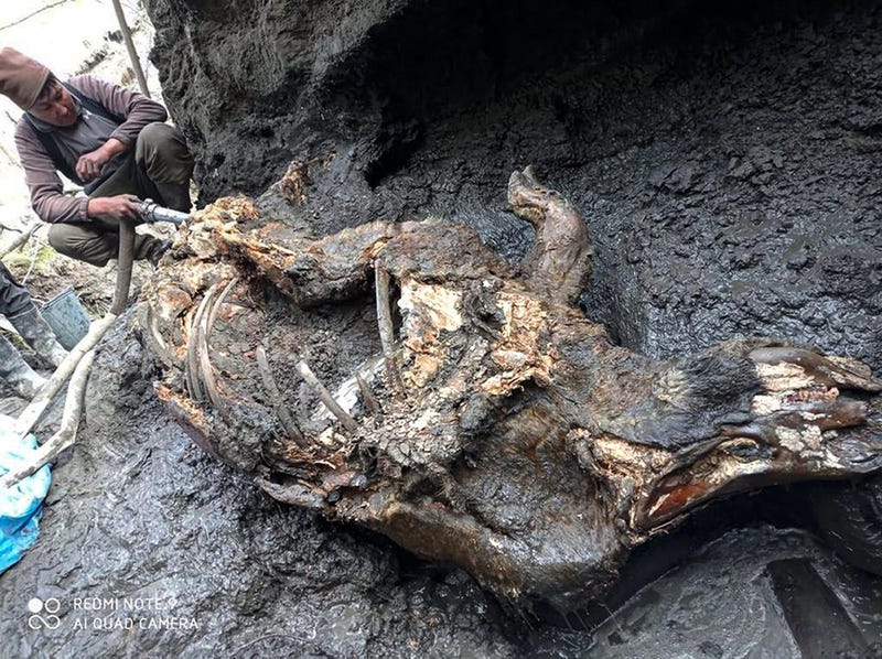 This photo taken in Aug. 2020 shows the carcass of a woolly rhino, taken in Yakutia. The well-preserved carcass with most of its internal organs still intact was released by permafrost in August and scientists hope to transport it to the lab for studies next month.