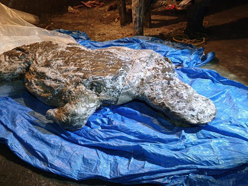 This photo taken in Aug. 2020 shows the carcass of a woolly rhino, taken in Yakutia, The well-preserved carcass with most of its internal organs still intact was released by permafrost in August and scientists hope to transport it to the lab for studies next month.