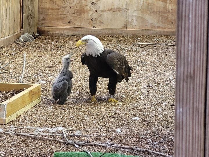 Officials at the World Bird Sanctuary were hoping the tiny eaglet would imprint on resident Murphy when they introduced the pair in early April.