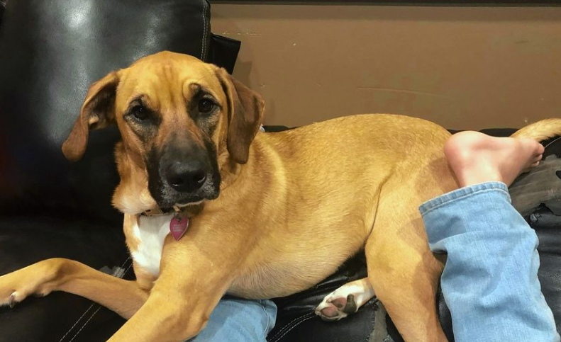 The Martin family of Algonquin is searching for its dog, Xena, who disappeared Jan. 4 in the Barrington Hills area.