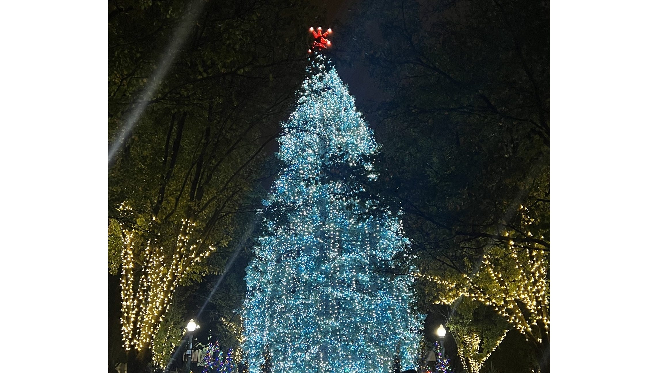 109th Annual City of Chicago Christmas Tree now lit, kicking off downtown holiday season
