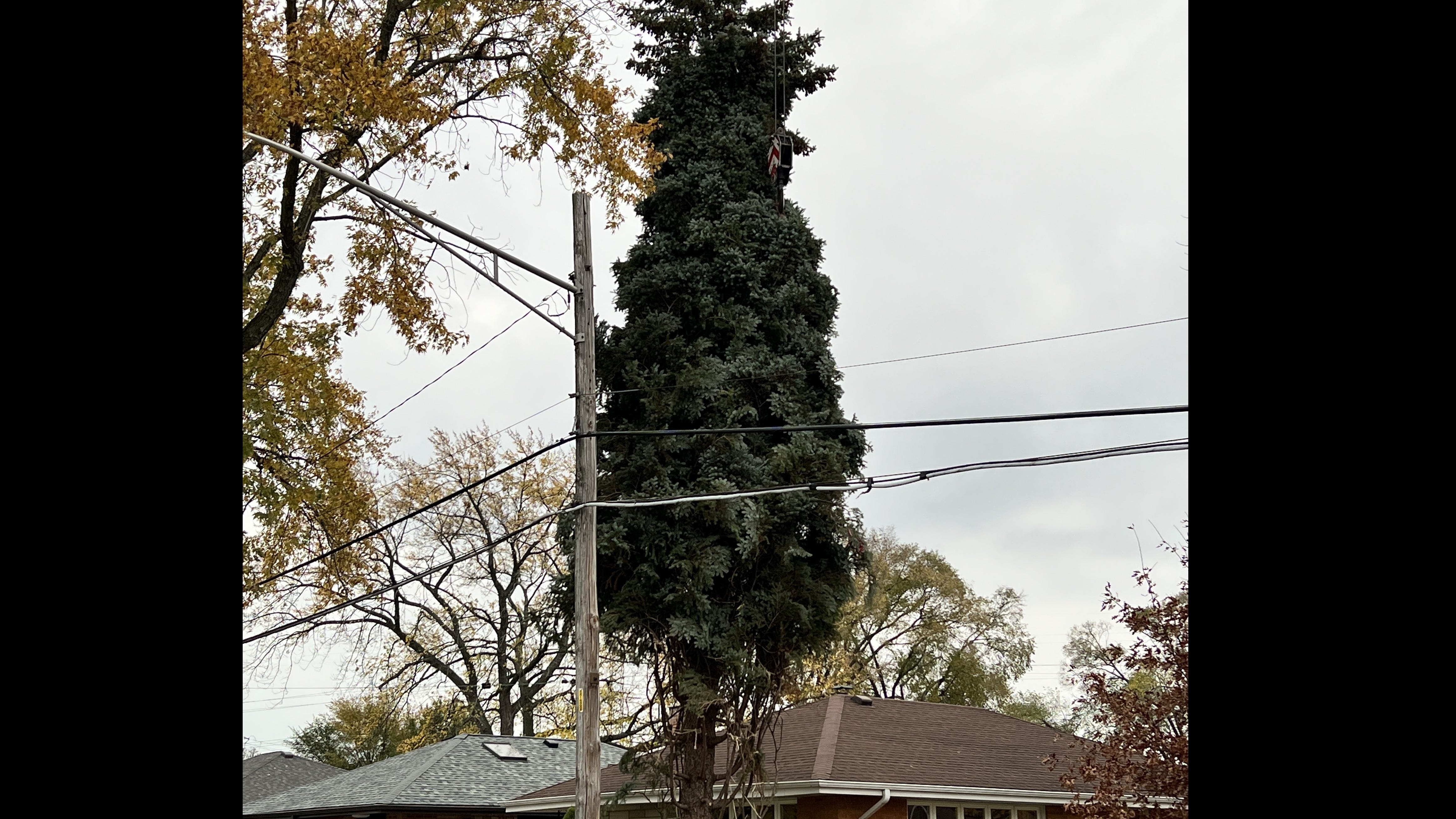 Morton Grove family's beloved 55-foot spruce chosen as Chicago's official 2022 Christmas tree