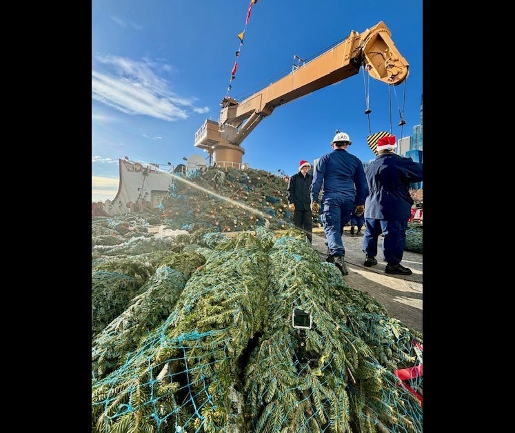 Christmas trees on the loading dock