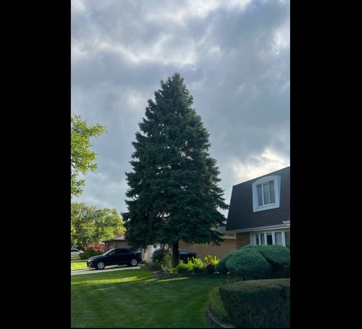 2023 Chicago Christmas Tree