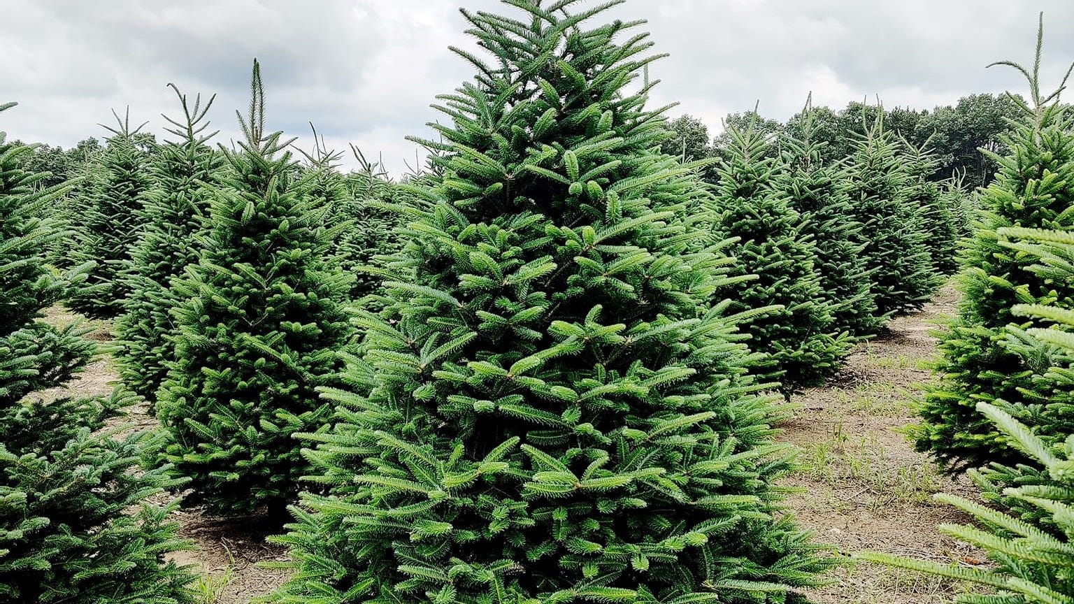 Christmas tree shortage, inflation and labor issues expected to cause rise in tree prices