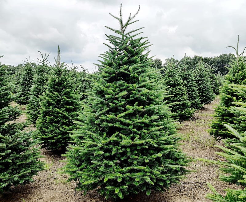 Ken's Christmas Trees