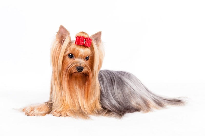 Yorkshire Terrier