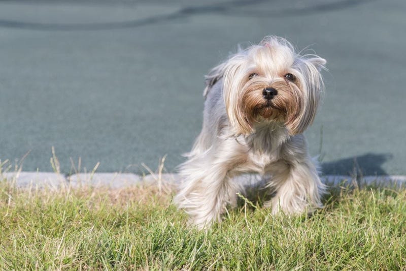 Yorkie