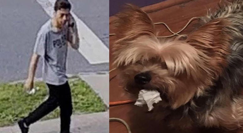 Yorkie suspect