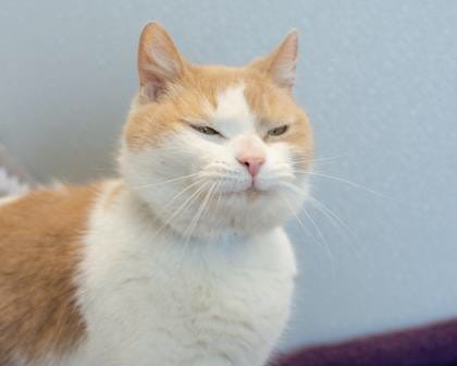 WBEN's Weekly Newshound is a cat named Oliver