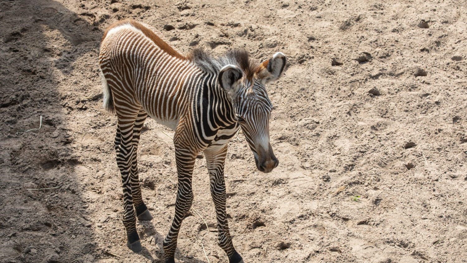 'Spirited' little bundle of stripes born at Lincoln Park Zoo