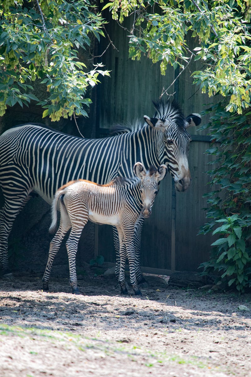 foal and mom zebra