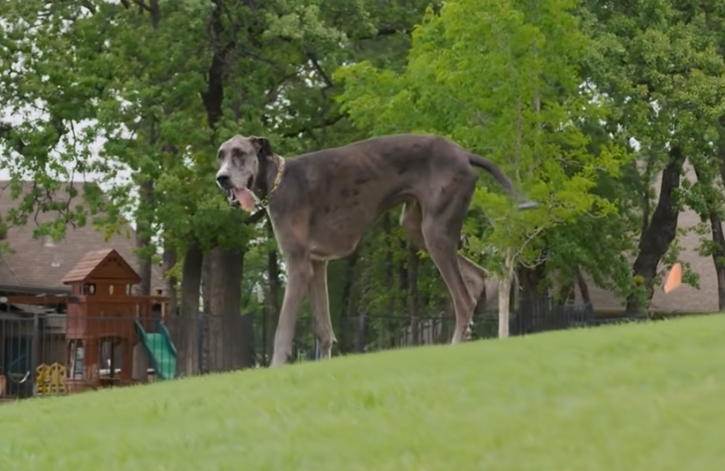 Bedford Great Dane certified as the world's tallest living dog