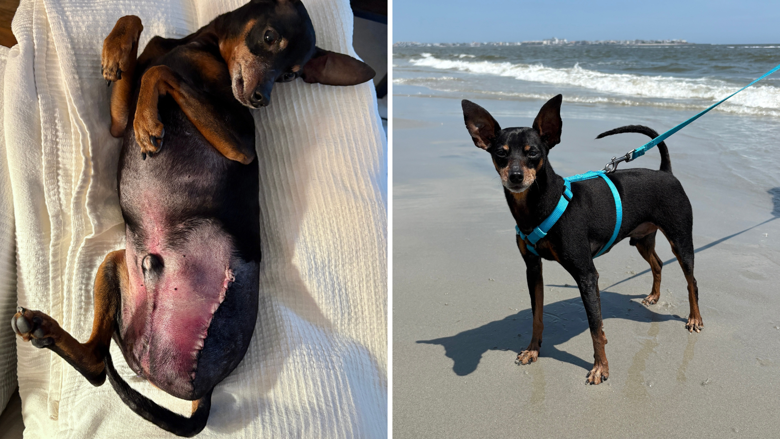 Dog's leg amputated after a loose pit bull aggressively attacked it in Center City