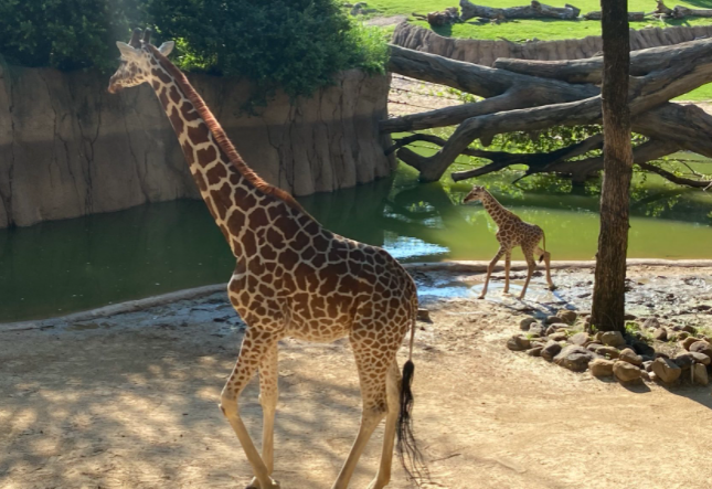 Dallas Zoo's four-day-old baby giraffe introduced to the public today