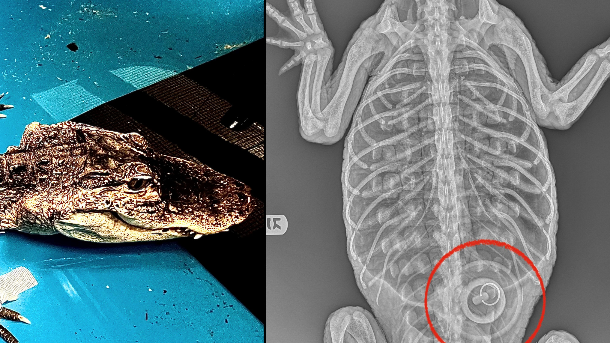 'Tragedy': Bathtub stopper found in alligator rescued from Prospect Park Lake
