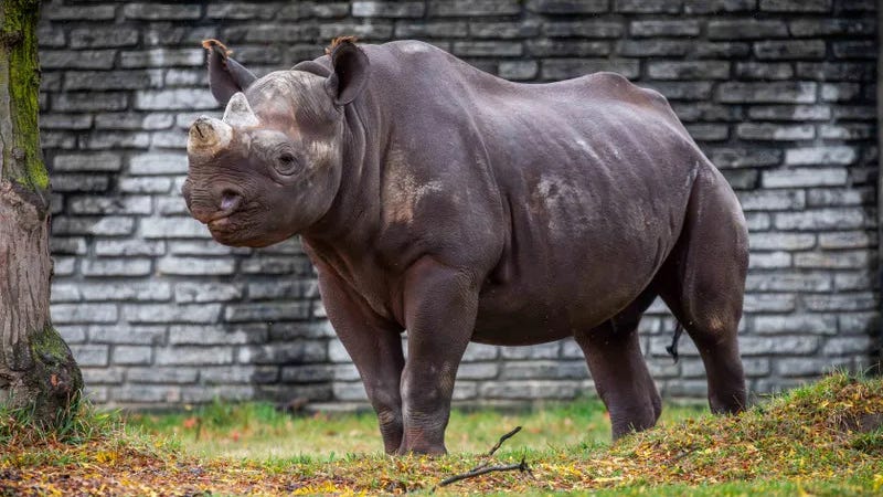 Buffalo Zoo responds to criticism over price hikes