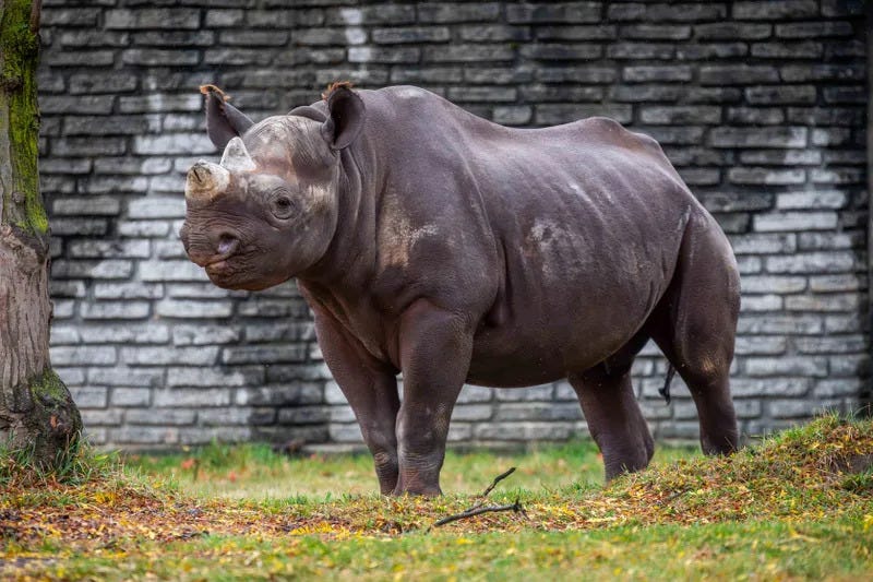 Buffalo Zoo pushes back