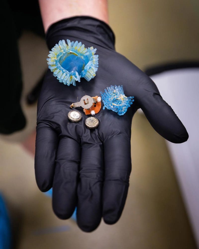 Parts of a toy had to be removed from a hyena at the FW Zoo