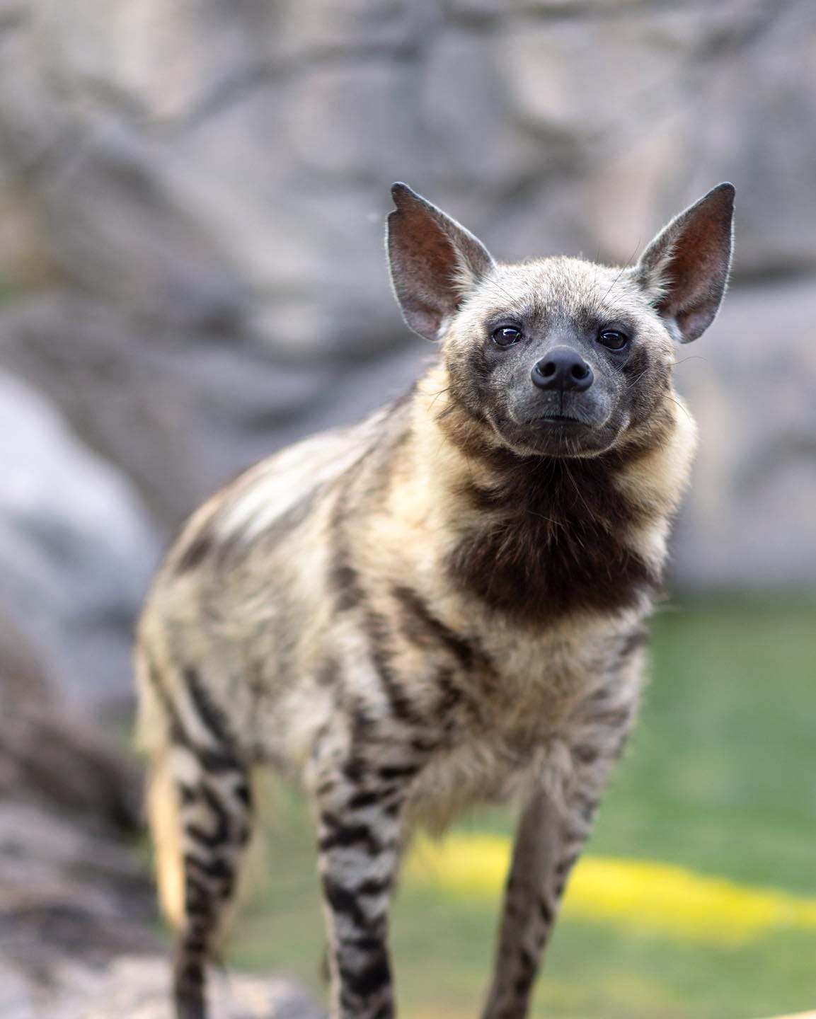 Fort Worth Zoo Vets removes toy parts from hyena