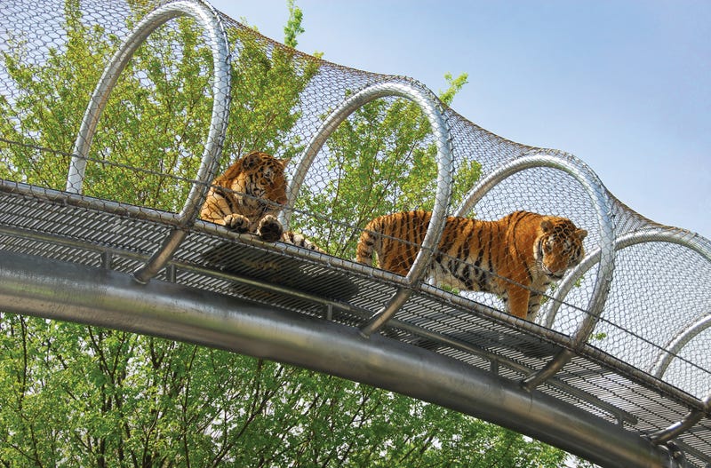 Tigers at the Philadelphia Zoo